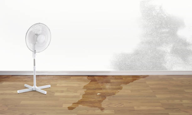 Reliable Courtland, VA Water damage restoration Solutions